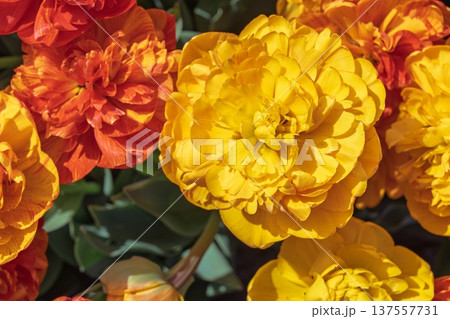 Radiant Double Tulips in Full Bloom, Netherlands A Symphony of Yellow and Orange Hues Radiant Double Tulips in Full Bloom, Netherlands A Symphony of Yellow and Orange Hues 137557731