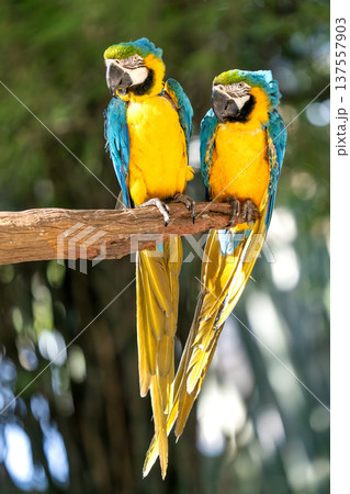 Two beautiful blue and yellow macaws perched on a wooden branch in a tropical environment. Vibrant parrots with colorful feathers against a soft bokeh forest background. Exotic wildlife scene. Two beautiful blue and yellow macaws perched on a wooden branch in a tropical environment. Vibrant parrots with colorful feathers against a soft bokeh forest background. Exotic wildlife scene. 137557903