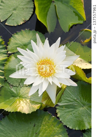 Close up white color fresh lotus blossom Close up white color fresh lotus blossom 137557961