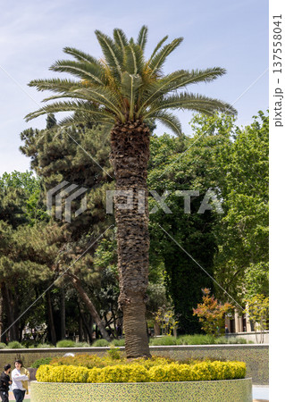 A tall palm tree stands in a park with a flower bed around it A tall palm tree stands in a park with a flower bed around it 137558041