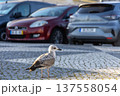 Seagull Wandering Urban Cobblestone Street Near Parked Cars 137558054