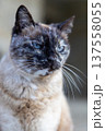 Close-Up Portrait Of Elegant Blue-Eyed Siamese Cat With Whiskers Gleaming 137558055