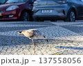 Urban Seagull Pecking on Sunlit Cobblestone Street Near Parked Cars 137558056