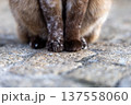 Closeup of Furry Cat Paws Resting on Cobblestone Surface Outdoors 137558060