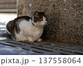 Calm Cat Resting on Stone Surface by Weathered Wall in Urban Setting 137558064