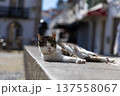 Relaxed Cat Sunbathing on Urban Wall in Quaint European Street 137558067