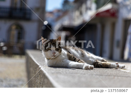 Relaxed Cat Sunbathing on Urban Wall in Quaint European Street 137558067