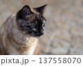 Closeup of Thoughtful Tortoiseshell Cat with Blue Eyes on Cobblestone Path 137558070