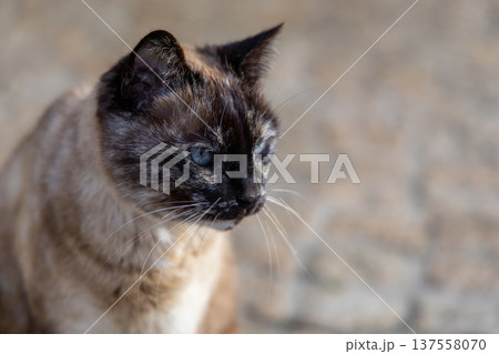 Closeup of Thoughtful Tortoiseshell Cat with Blue Eyes on Cobblestone Path 137558070