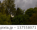 Majestic White Heron Glides Gracefully Against Stormy Sky and Verdant Forest 137558071