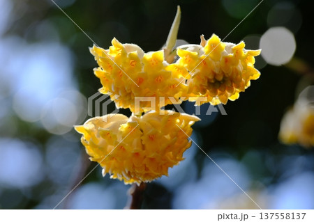 黄色いミツマタの花 137558137