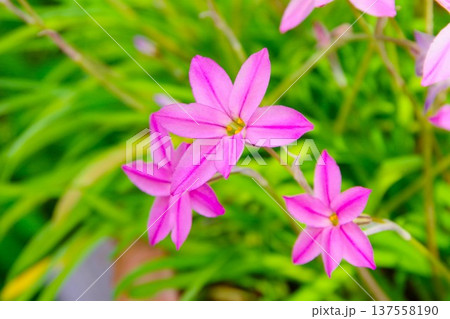 ハナニラ（イフェイオン）のピンク色の花 137558190