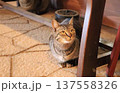 猫 137558326