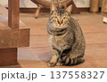 猫 137558327