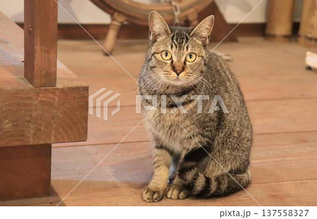 猫 137558327