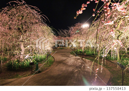 なばなの里　河津桜と梅林ライトアップ＆イルミネーション 137558413