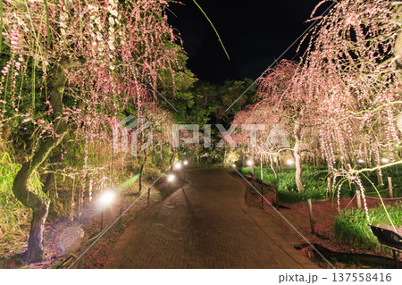 なばなの里 河津桜と梅林ライトアップ&イルミネーション なばなの里 河津桜と梅林ライトアップ&イルミネーション 137558416