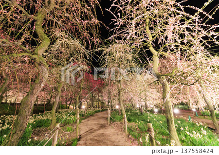 なばなの里 河津桜と梅林ライトアップ&イルミネーション なばなの里 河津桜と梅林ライトアップ&イルミネーション 137558424