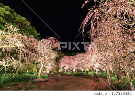 なばなの里 河津桜と梅林ライトアップ&イルミネーション なばなの里 河津桜と梅林ライトアップ&イルミネーション 137558426