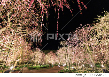 なばなの里　河津桜と梅林ライトアップ＆イルミネーション 137558428