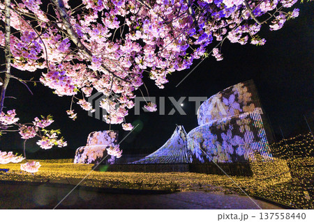 なばなの里　河津桜と梅林ライトアップ＆イルミネーション 137558440