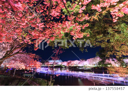 なばなの里　河津桜と梅林ライトアップ＆イルミネーション 137558457