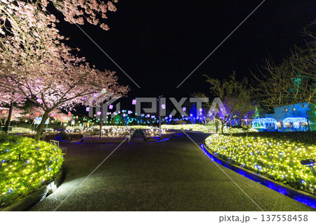 なばなの里　河津桜と梅林ライトアップ＆イルミネーション 137558458