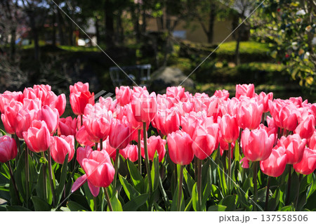 なばなの里 満開の河津桜とチューリップ なばなの里 満開の河津桜とチューリップ 137558506