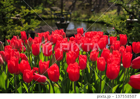 なばなの里　満開の河津桜とチューリップ 137558507