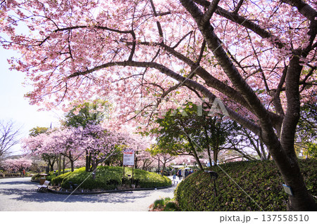 なばなの里　満開の河津桜とチューリップ 137558510
