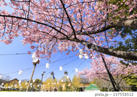 なばなの里 満開の河津桜とチューリップ なばなの里 満開の河津桜とチューリップ 137558512