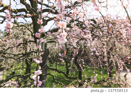 なばなの里 満開の河津桜とチューリップ なばなの里 満開の河津桜とチューリップ 137558513