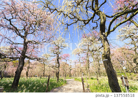 なばなの里　満開の河津桜とチューリップ 137558518