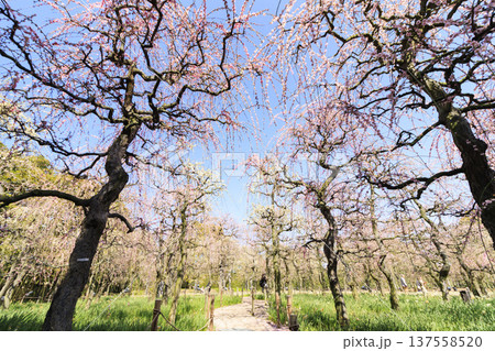 なばなの里 満開の河津桜とチューリップ なばなの里 満開の河津桜とチューリップ 137558520