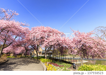 なばなの里 満開の河津桜とチューリップ なばなの里 満開の河津桜とチューリップ 137558523