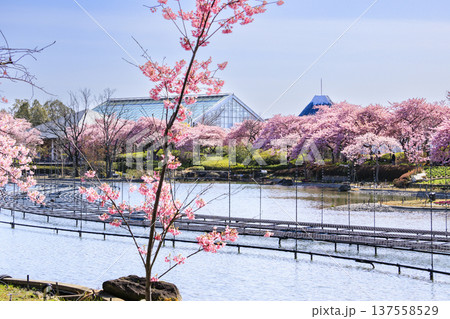 なばなの里　満開の河津桜とチューリップ 137558529