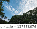 森から見た空 137558676