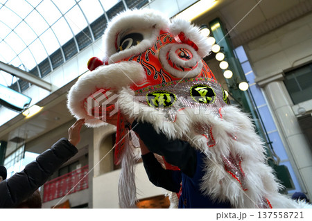 獅子舞 南京町の春節祭 獅子舞彩青「祝儀とリ」 獅子舞 南京町の春節祭 獅子舞彩青「祝儀とリ」 137558721