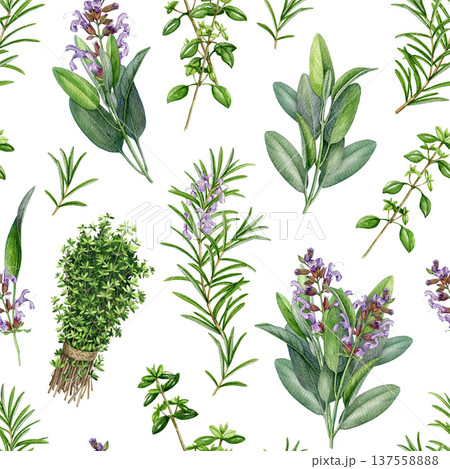 Watercolor culinary herbs seamless pattern from sage, thyme, rosemary herbs. Botanical herbs background, aromatic garden plants illustration. Natural herbal pattern for textile, packaging design 137558888