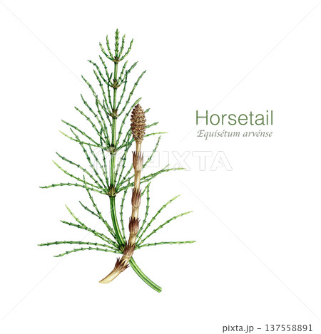 Horsetail plant with sprout on white background watercolor illustration. Hand drawn Equisetum arvense medicinal plant vintage style botanical illustration. Field horsetail herbal medicine ingredient Horsetail plant with sprout on white background watercolor illustration. Hand drawn Equisetum arvense medicinal plant vintage style botanical illustration. Field horsetail herbal medicine ingredient 137558891