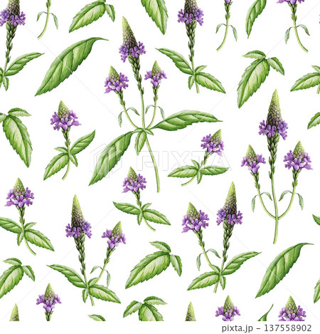 Verbena herb seamless pattern decor. Hand drawn vervain plant botanical watercolor illustration. Aromatic medicinal verbena officinalis herb flowers and leaves pattern on white background Verbena herb seamless pattern decor. Hand drawn vervain plant botanical watercolor illustration. Aromatic medicinal verbena officinalis herb flowers and leaves pattern on white background 137558902