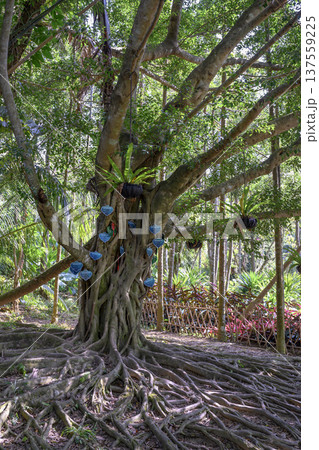 A tropical banyan tree with sprawling roots and wish signs in China A tropical banyan tree with sprawling roots and wish signs in China 137559225