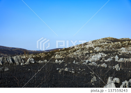 春の訪れを告げる「山焼き」を終えたばかりの、黒く染まった広大なカルスト台地の風景です。点在する白い石 137559243