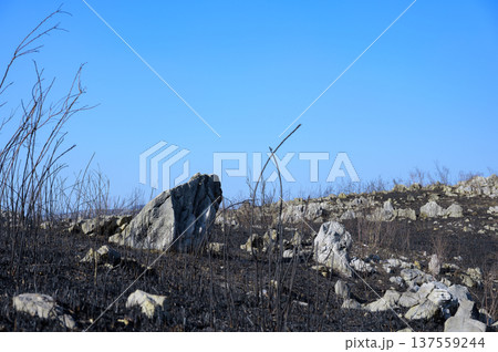 春の訪れを告げる「山焼き」を終えたばかりの、黒く染まった広大なカルスト台地の風景です。点在する白い石 137559244