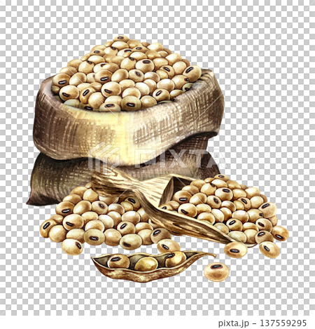 A burlap bag with soybeans, a wooden spatula, and a soy pod. Hand-drawn watercolor illustration. Perfect for creating product labels, posters, banners, menus, and more. 137559295