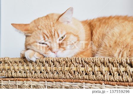 Orange tabby cat relaxing, sleeping with one eye open in wicker basket 137559296