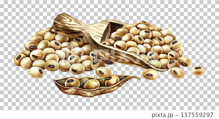 A pile of soybeans, a wooden scoop, and a soybean pod. Hand-drawn watercolor illustration. Perfect for creating product labels, posters, banners, menus, and more. 137559297