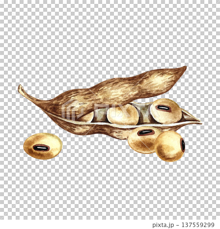 Soybeans with pods. Hand-drawn watercolor illustration. Isolation. Perfect for creating product labels, posters, banners, menus, and more. Soybeans with pods. Hand-drawn watercolor illustration. Isolation. Perfect for creating product labels, posters, banners, menus, and more. 137559299