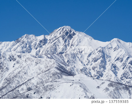冠雪の五竜岳 北アルプス 冠雪の五竜岳 北アルプス 137559385