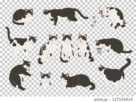 Illustration set of various poses of black and white cats Illustration set of various poses of black and white cats 137559914